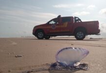 Corpo de Bombeiros atendeu 44 vítimas de acidentes com caravelas neste fim de semana nas praias de Aracaju