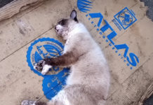 Moradores denunciam supostos casos de envenenamento de animais na Rua Filadelfo Dórea, em Lagarto