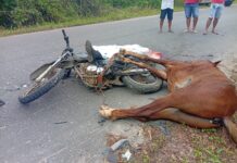 Motociclista morre após colidir com cavalo na rodovia SE-204, em Santana do São Francisco