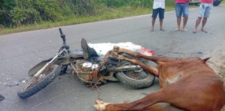 Motociclista morre após colidir com cavalo na rodovia SE-204, em Santana do São Francisco