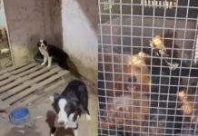 Canil clandestino é fechado e homem é preso por maus-tratos a mais de 20 cães em Estância