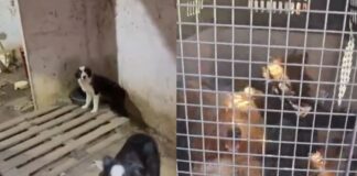 Canil clandestino é fechado e homem é preso por maus-tratos a mais de 20 cães em Estância