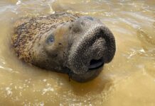 Peixe-boi-marinho volta à categoria de risco máximo de extinção