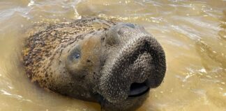 Peixe-boi-marinho volta à categoria de risco máximo de extinção
