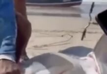 Tubarão-tigre morre após ser capturado por pescadores na Praia do Abaís, em Estância