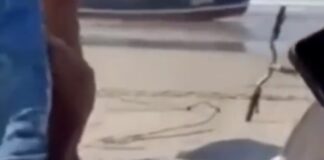 Tubarão-tigre morre após ser capturado por pescadores na Praia do Abaís, em Estância
