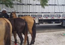 BPRv recolhe mais três animais na SE-245 e chega a 116 recolhimentos nas rodovias estaduais em 2026