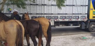 BPRv recolhe mais três animais na SE-245 e chega a 116 recolhimentos nas rodovias estaduais em 2026