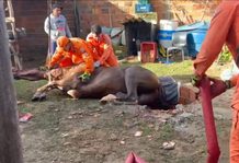 Égua é resgatada pelo Corpo de Bombeiros após cair em fossa no Povoado Colônia Treze, em Lagarto