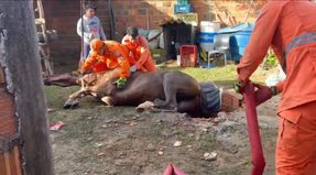 Égua é resgatada pelo Corpo de Bombeiros após cair em fossa no Povoado Colônia Treze, em Lagarto